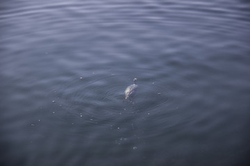 seagull in water