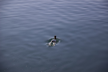 two ducks in water