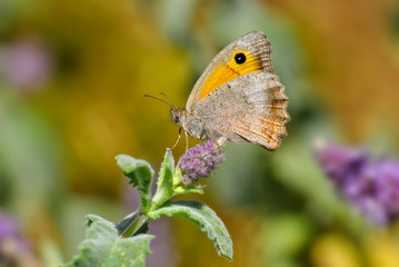 Closeup beautiful butterfly in a summer garden