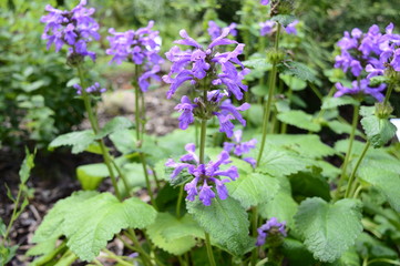 Closeup stachys macrantha known as big betony with intensely pink-purple flowers in summer garden