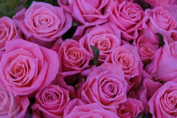 Background of bright pink roses in Ukraine.