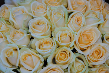 Background of cream roses in Ukraine.