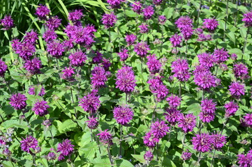 Closeup monarda media known as purple bergamot with blurred background in summer garden