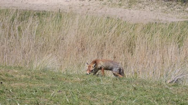 Tracking shot of red fox (Vulpes vulpes) sniffing and hunting in grassland