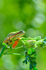 Beautiful Europaean Tree frog Hyla arborea 