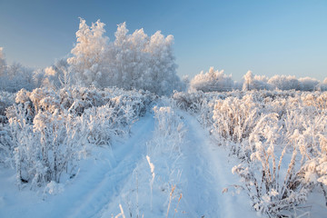 Winter landscape with snowy trees