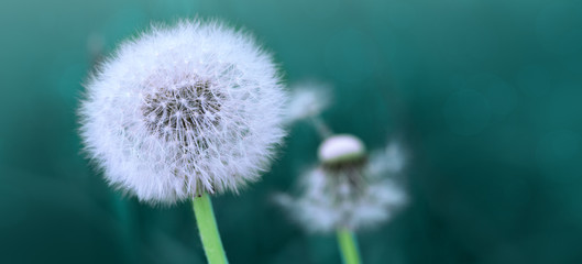 Macro shot on dandelion flowers isolated on green.