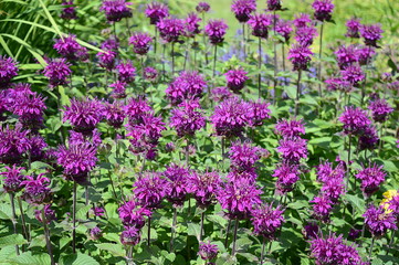Obraz premium Closeup monarda media known as purple bergamot with blurred background in summer garden