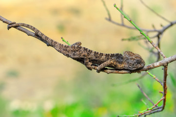 Macro shots, Beautiful nature scene green chameleon 