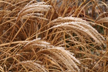 snow on wilted flowers of a japanese silver grass