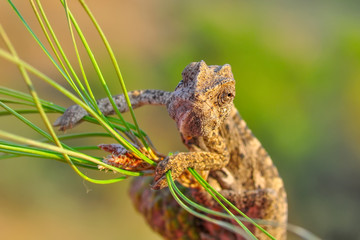 Macro shots, Beautiful nature scene green chameleon 