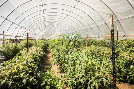 Greenhouse full of tomato rows. Laurel, Montana, USA