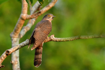 Back view of Large hawk cuckoo, Hierococcyx sparverioides, while perching on tree branch expose on sunshine over green environment