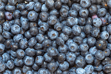 Fresh wet blueberries background with a moisture on a heap of berries.