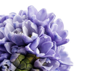 Hyacinth on white.