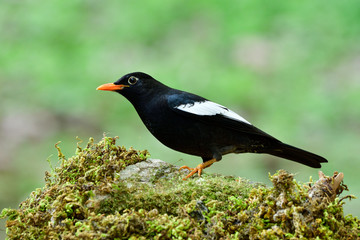 Black bird with wondering face and eyes searching for meal on mossy spot in flower garden at Chiang Rai Mae fah luang arboretum