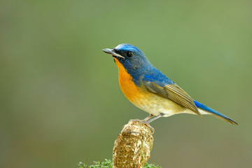 Chinese blue flycatcher (Cyornis glaucicomans) fascinated blue and orange bird with damaged beaks perching on wooden over fine blur green background