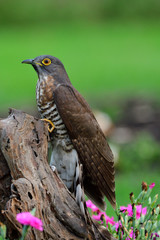 Close up camouflage bird, Large hawk-cuckoo (Hierococcyx sparverioides) stick to timber among pink flower garden in Bangkok arboretum
