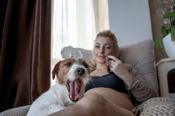 Dog ln the forenground relax on the legs of owner. Pregnant woman siting on cozy armchair with cup of tea at home infront of the window. Awaiting future baby woman resting at the room