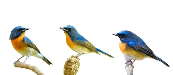 Tuinposter Collection of fascinated blue and orange birds perching with different stances isolated on white background, Chinese blue flycatcher (Cyornis glaucicomans) © prin79