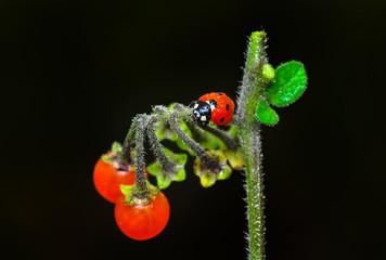 Beautiful ladybug on leaf defocused background