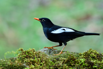 Fascinated black with orange beaks and white marks on its wings in thrush family bird, Grey-winged blackbird