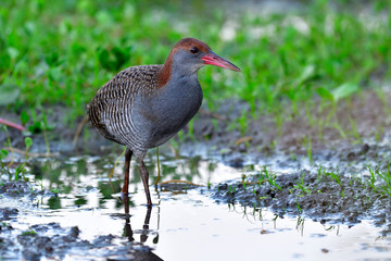 Fascinated grey breast bird with sweet pink bills bird with camouflage wings stanind in muddy spot in rice farm showing front view, Slaty-breasted Rail (gallirallus striatus)