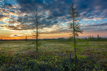 Obraz premium tree in the field