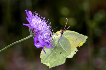 Gonepteryx cleopatra butterfly on flower 