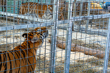 A striped tiger in a cage sniffs a fence. Captivity of wild predators. Copy space. Close-up.