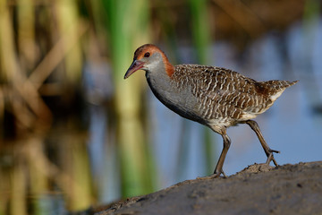 Fascinated grey to brown bird with camouflage wings walking on muddy pole over water reflection, Slaty-breasted Rail (gallirallus striatus)