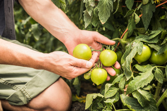 Close-up of young farmer checking on his tomato rows in a greenhouse. Laurel, Montana, USA