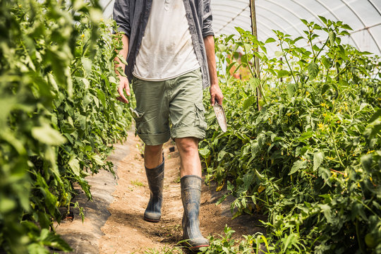 Close-up of young farmer walking through tomato rows in a greenhouse. Laurel, Montana, USA