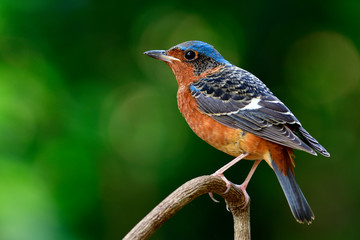Happy big eyes bird perching on the branch over blur green background in nature