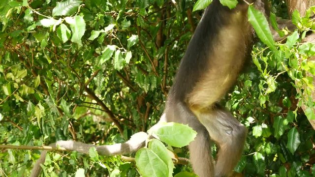 Cute spectacled leaf langur, dusky monkey on tree branch amidst green leaves in Ang Thong national park in natural habitat. Wildlife of endangered species of animals. Environment conservation concept.