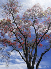 Trees in the city of Medellin in summer