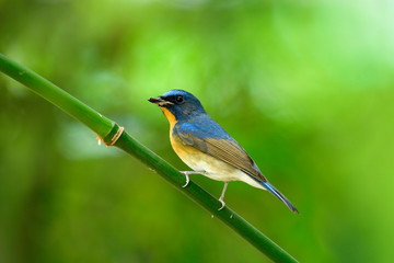 Fototapeta premium Male of Chinese blue flycatcher (Cyornis glaucicomans) beautiful natural blue and orange bird in Muscicapidae family, found in China and Malay Peninsula subspecies of blue-throated.