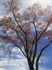 Trees in the city of Medellin in summer