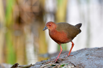 Ruddy-breasted crake (Porzana fusca) dark red waterbird walking on muddy pole in swamp pond while looking for morning food