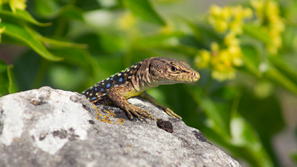 lizard on rock
