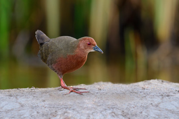 ruddy-breasted crake (Porzana fusca) lovely maroon to red waterbird in rail and crake family of Rallidae