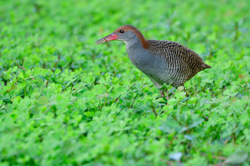 Slaty-breasted Rail (gallirallus striatus) Fascinated grey breast bird with camouflage wings, brown head and pink bills standing in green weed plant in really fine nature