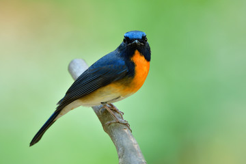 Smart and proud blue bird with yellow feathers on its chest, male of Chinse blue flycatcher on wooden perch over fine blur background in nature