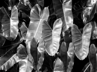 tropical jungle leaves, black and white of foliage leaf as monotone background