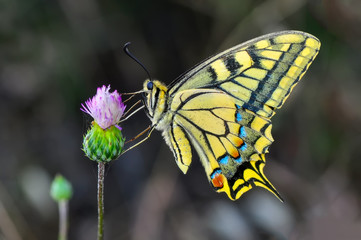 Closeup beautiful butterfly sitting on the flower.