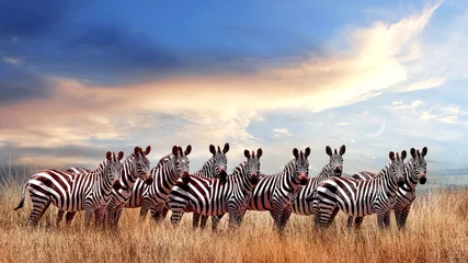 Foto auf Acrylglas Gruppe Zebras in der afrikanischen Savanne gegen den schönen Sonnenuntergang mit Wolken. Serengeti-Nationalpark. Tansania. Afrika. © delbars