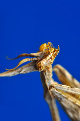 Close up of pair of Beautiful European mantis ( Mantis religiosa )