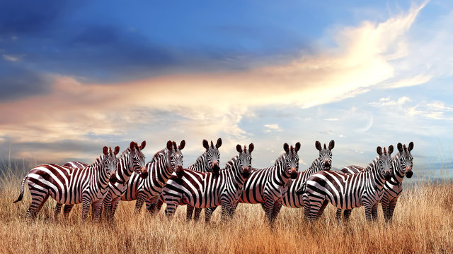 Group of zebras in the African savanna against the beautiful sunset with clouds. Serengeti National Park. Tanzania. Africa.