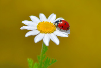 Beautiful ladybug on leaf defocused background