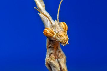 Close up of pair of Beautiful European mantis ( Mantis religiosa )